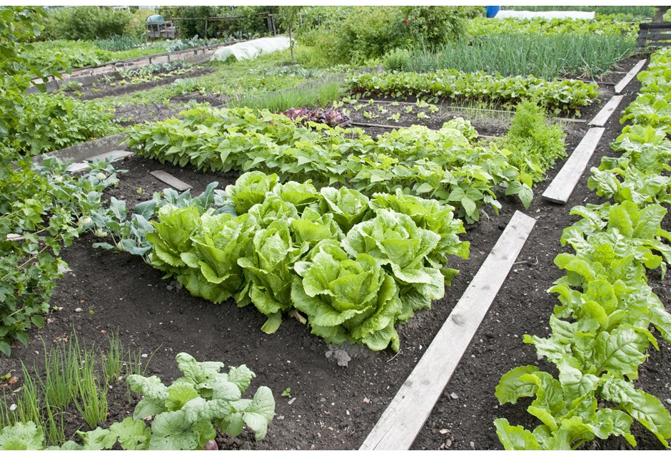A backyard vegetable garden