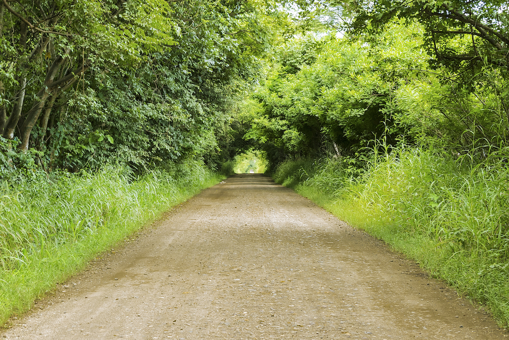 Covered country dirt road with vegetation and grass