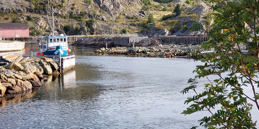 A boat coming in from Brigus Harbour to dock