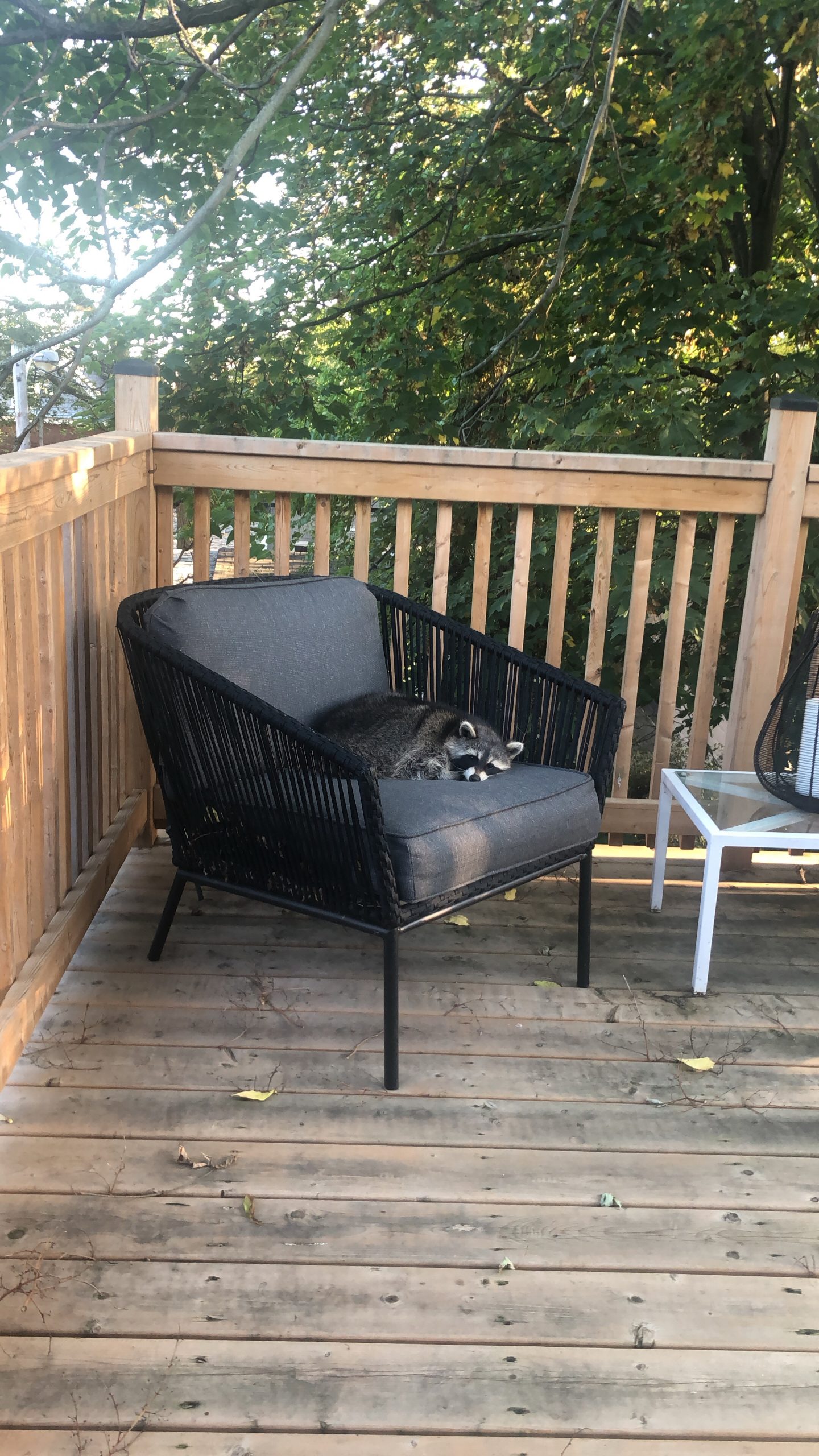 Raccoon sitting on chair on porch