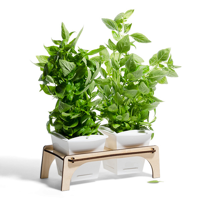 A wooden plant holder with two pieces of greenery growing from it