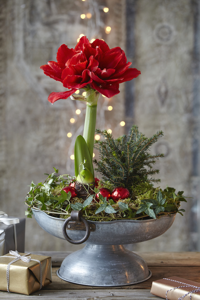 A beautiful holiday floral arrangement with a red amaryllis, ivy, moss and tiny evergreen tree