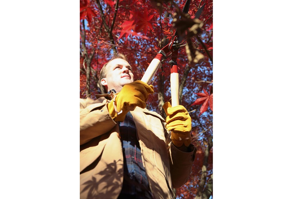 a man pruning trees