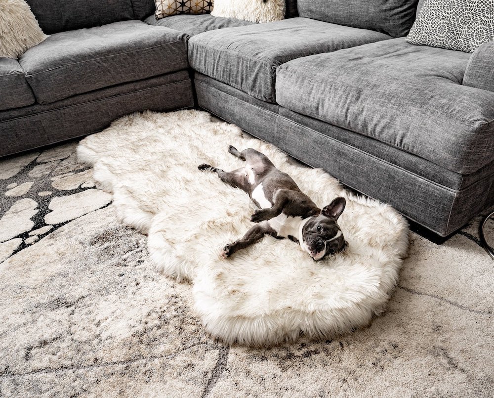 Black and white French bulldog sprawls out on a faux fur runner dog bed in front of a grey couch sectional on a grey rug