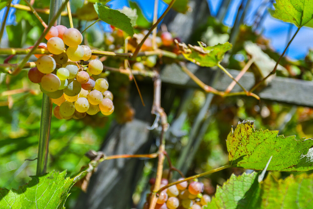 grapes growing in orchard