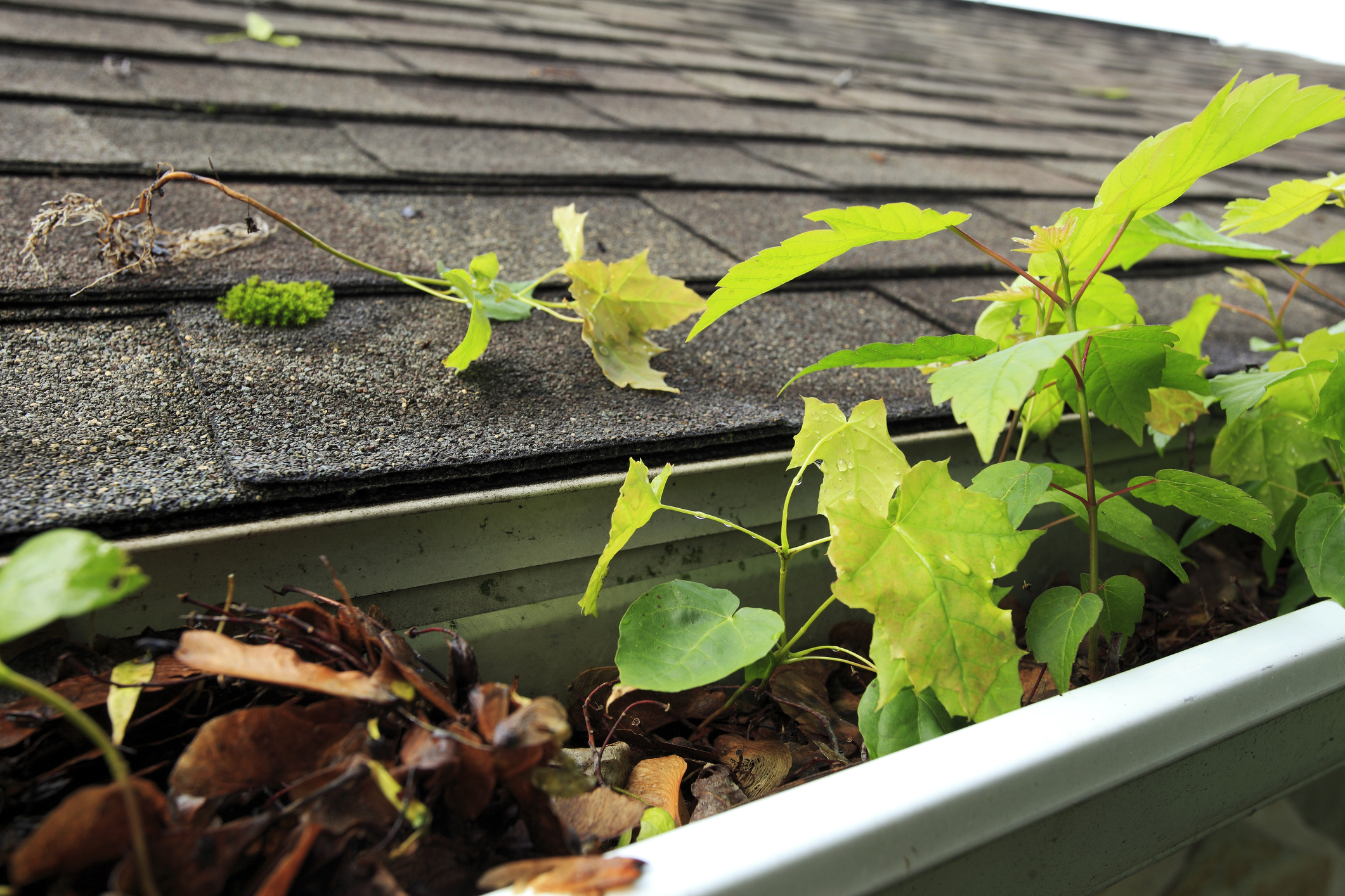 Roof gutters full of leaves and debris