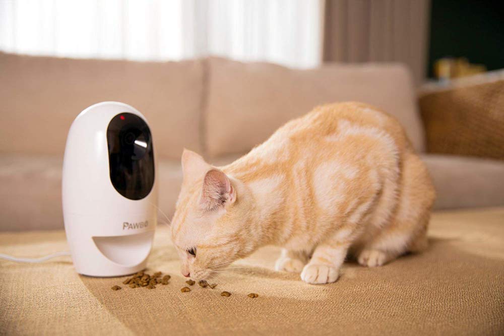 Small ginger cat eats treats that have been dispensed by the Pawbo wireless interactive camera