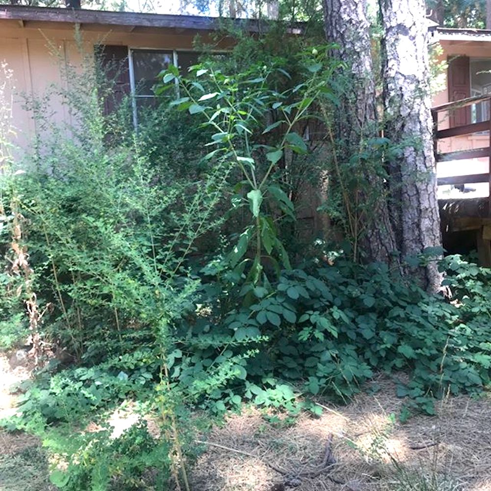 Messy yard full of overgrown bushes on Rustic Rehab