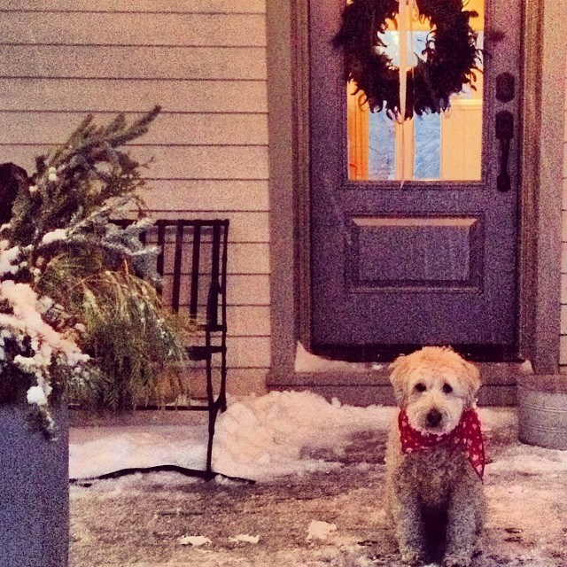 Sarah Richardson's dog Molly posed regally for a shot on their snow-dusted porch on Boxing Day.