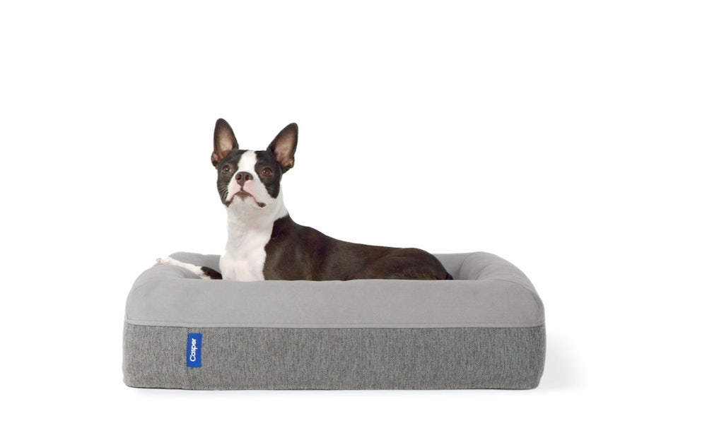 A black and white Boston terrier lays in a grey Casper dog bed