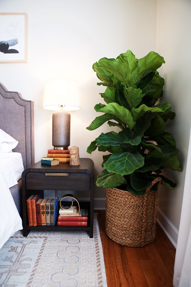 A large fiddle leaf fig plant in a master bedroom with a black bedside table stacked with antique books