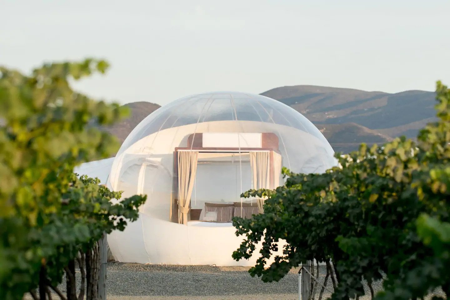 clear bubble house in vineyard