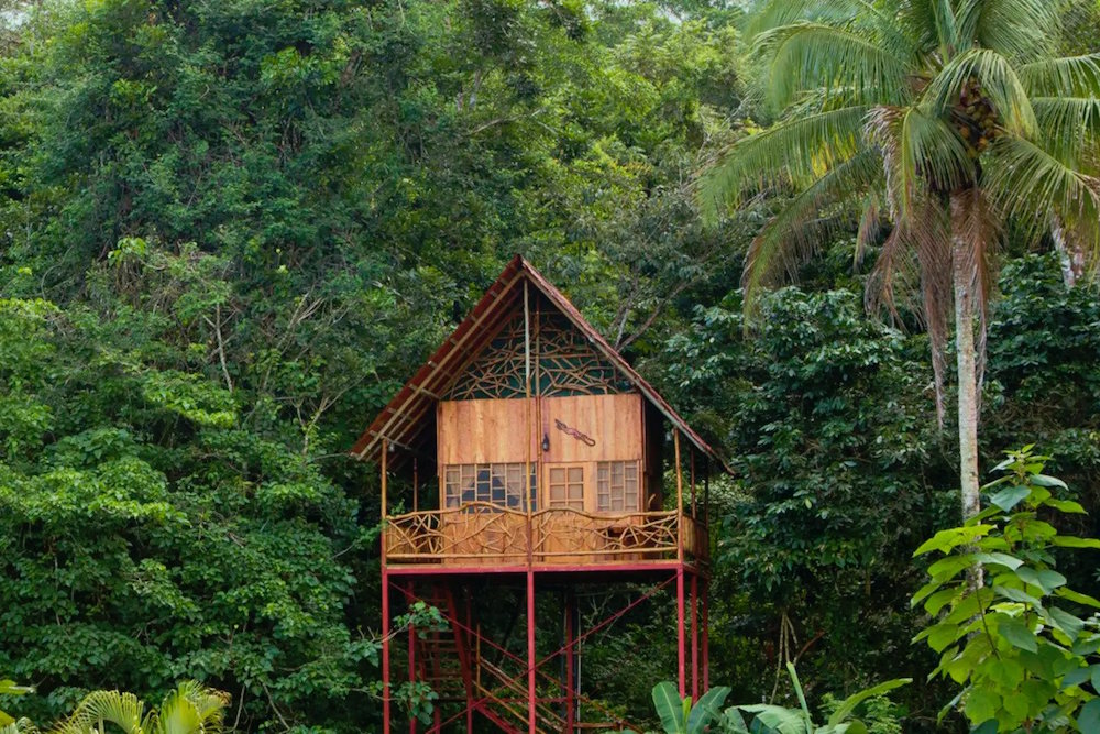 treehouse in rainforest