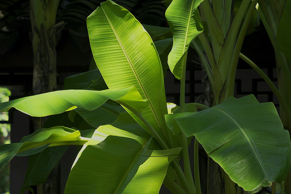 Banana Plant (Musa acuminata)