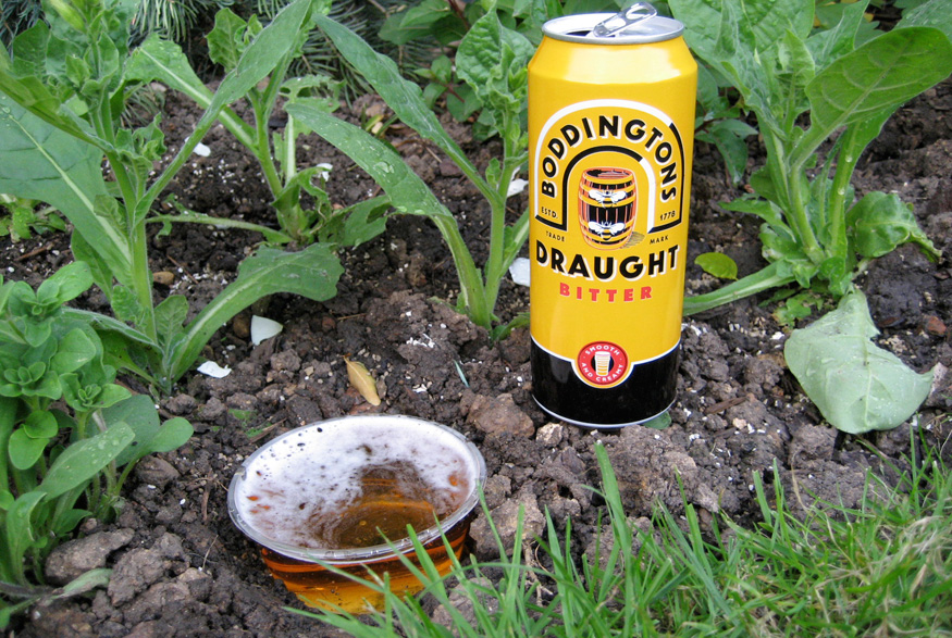 Beer used in the garden for slugs