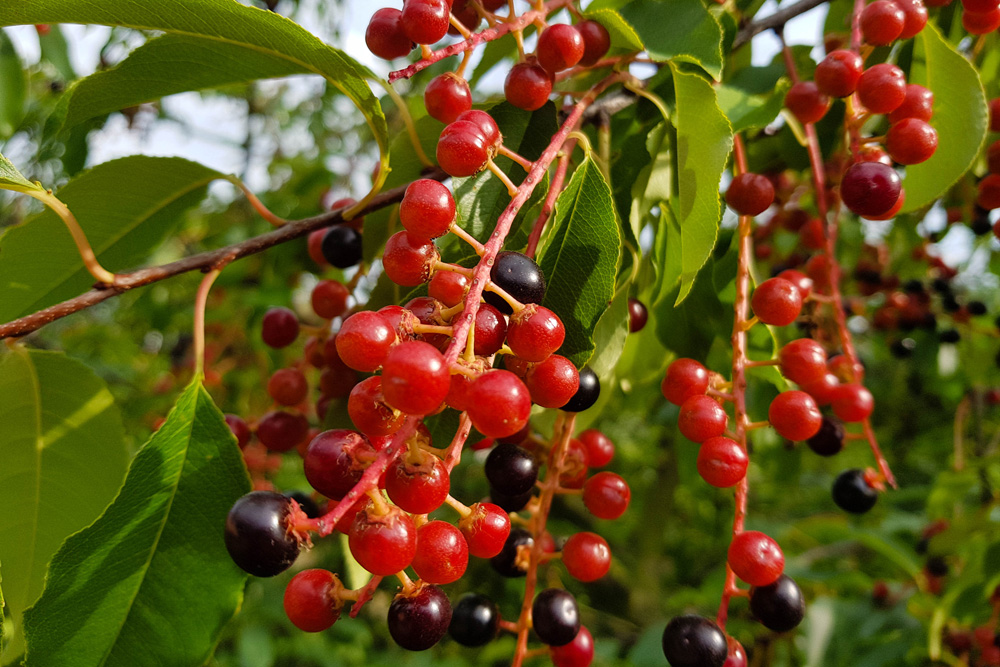 Black Cherry (Prunus serotina)