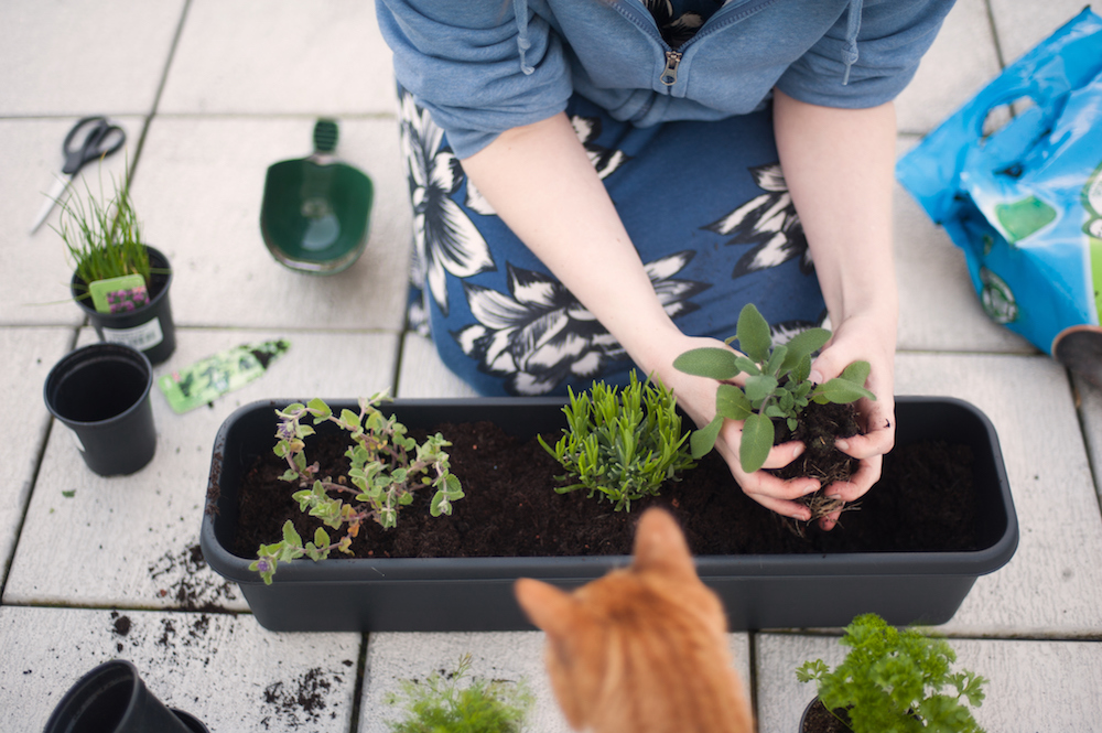 woman planting herbs together in planter