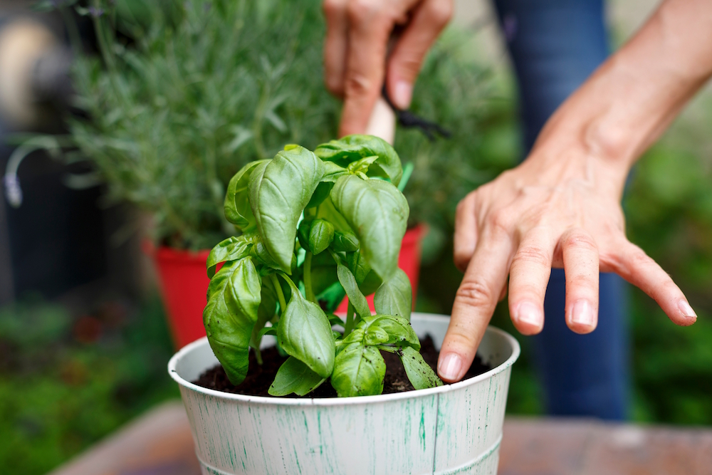 cropped view of hands planting basil plant in pot