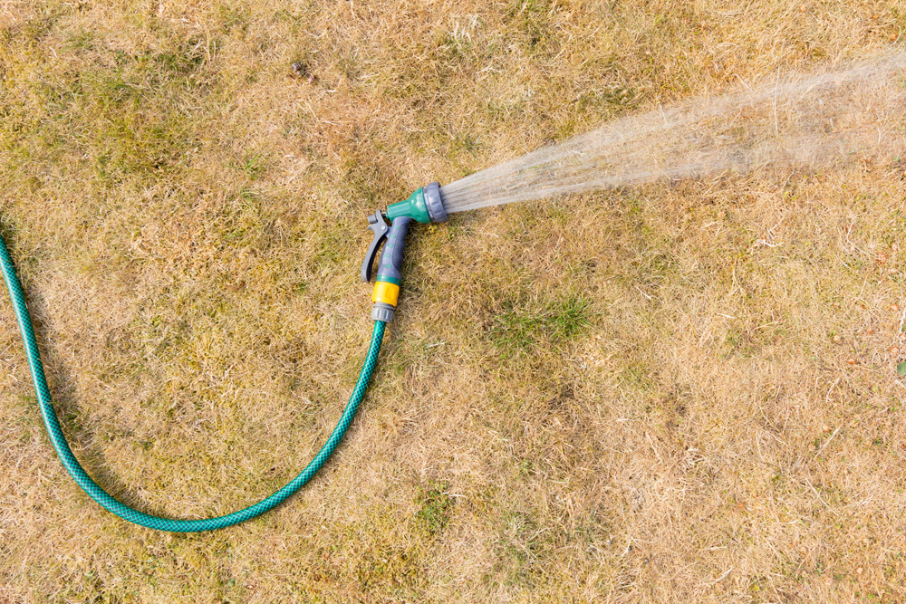Dry lawn and water hose