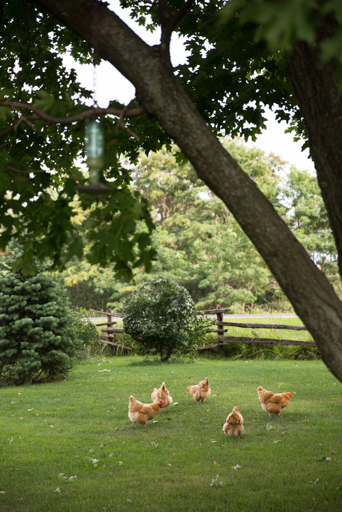 five chickens in grassy yard