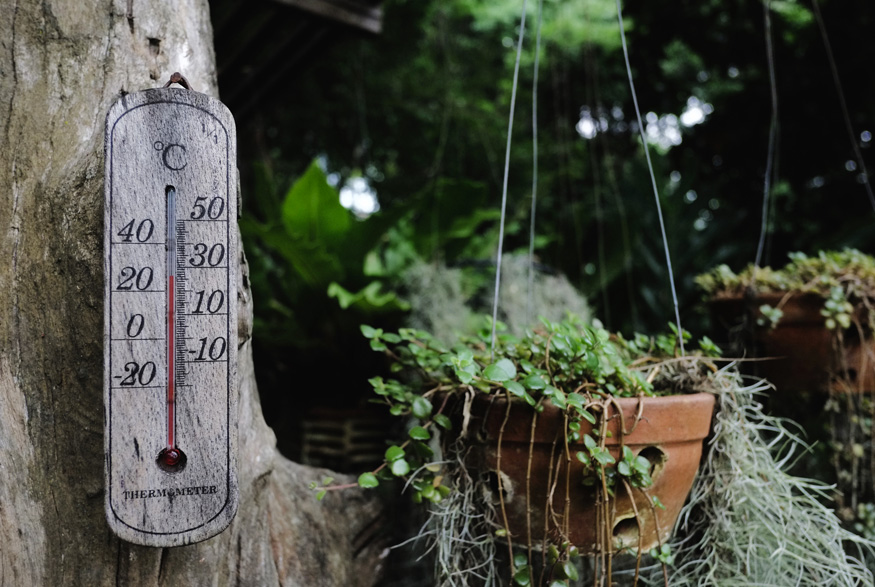 Plants and thermometer
