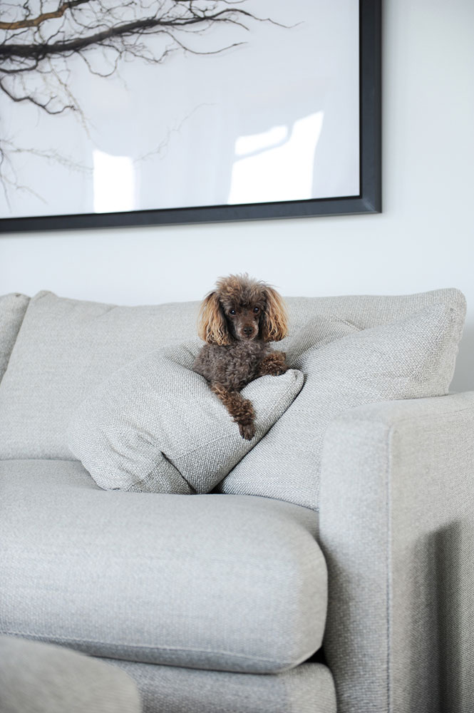 poodle on sofa cushions