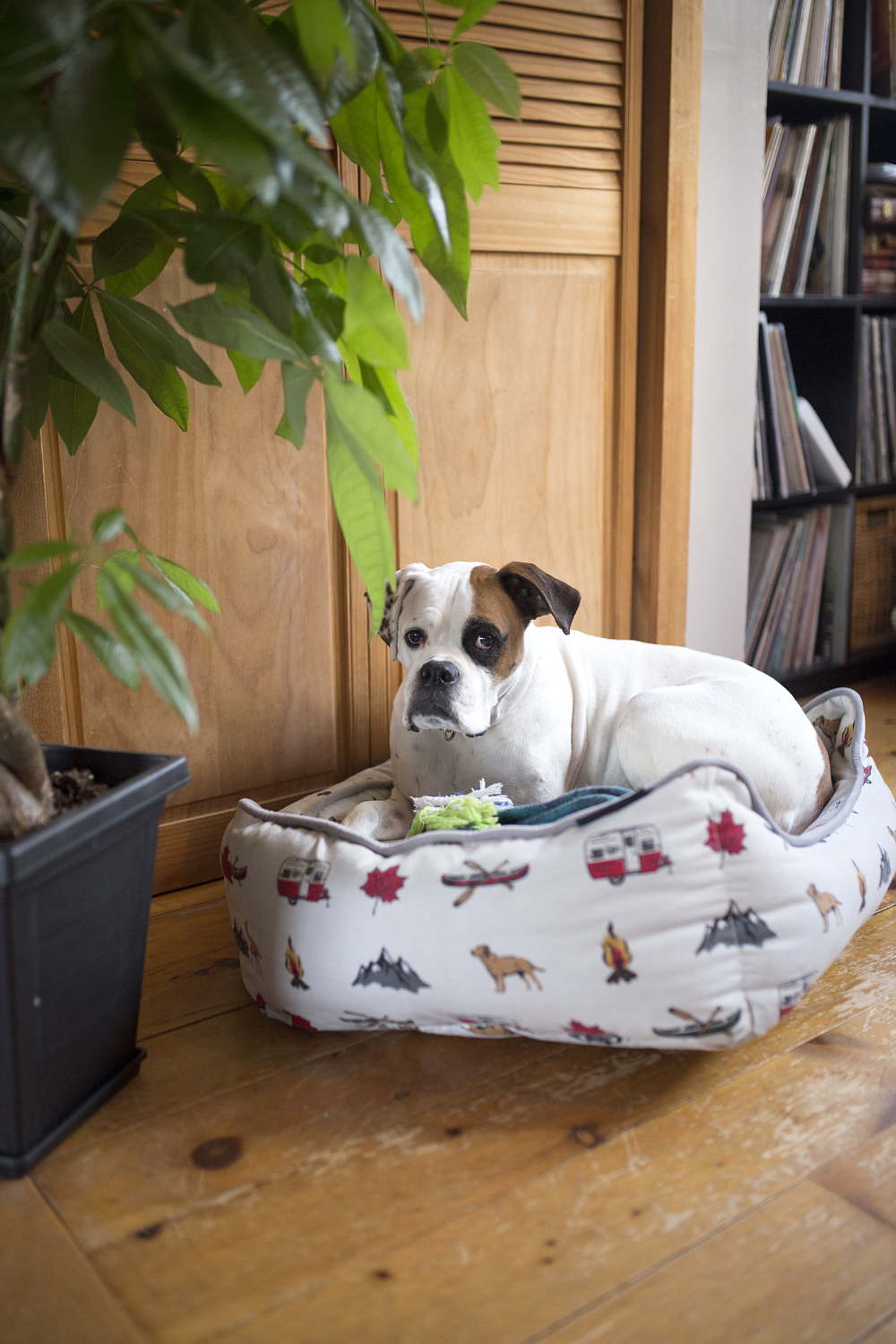 Boxer dog on dog bed