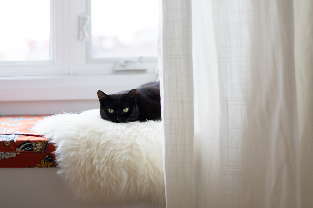 Black cat on plush white rug on window seat
