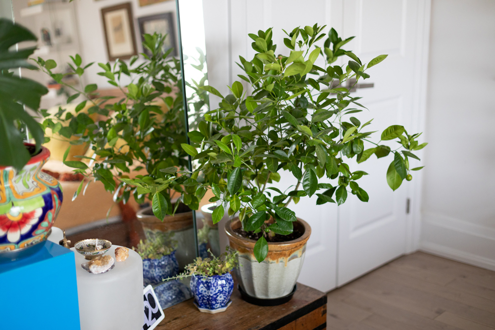 Green plant on dresser in white bedroom