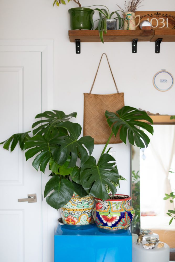 Green plant and colourful patterned planters on blue dresser with wood shelf above
