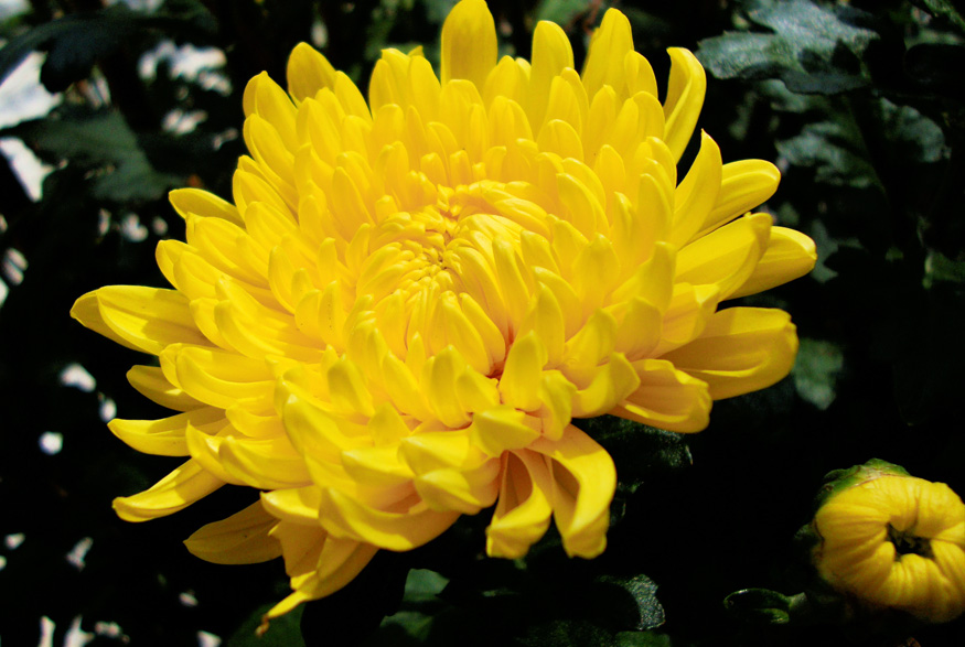 Florist’s Chrysanthemum