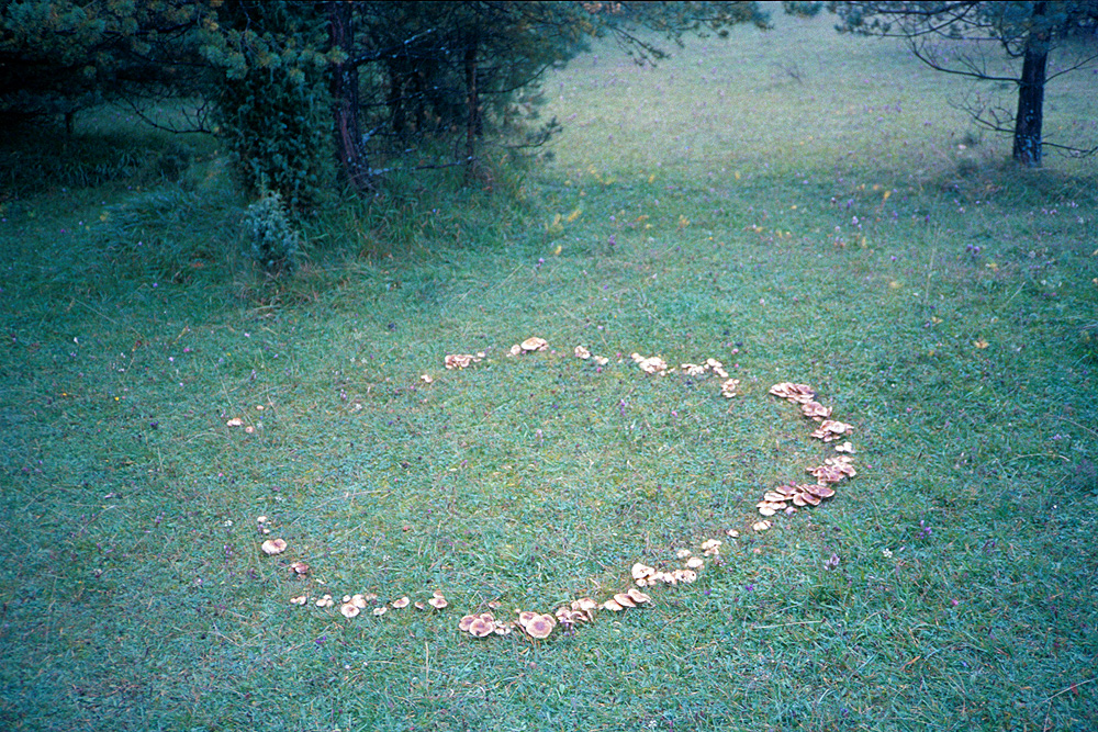 Fairy ring in a yard