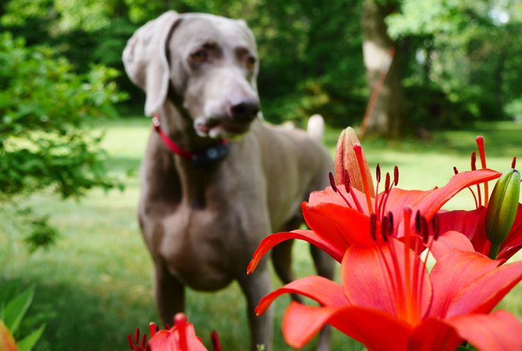 are trumpet vines poisonous to dogs