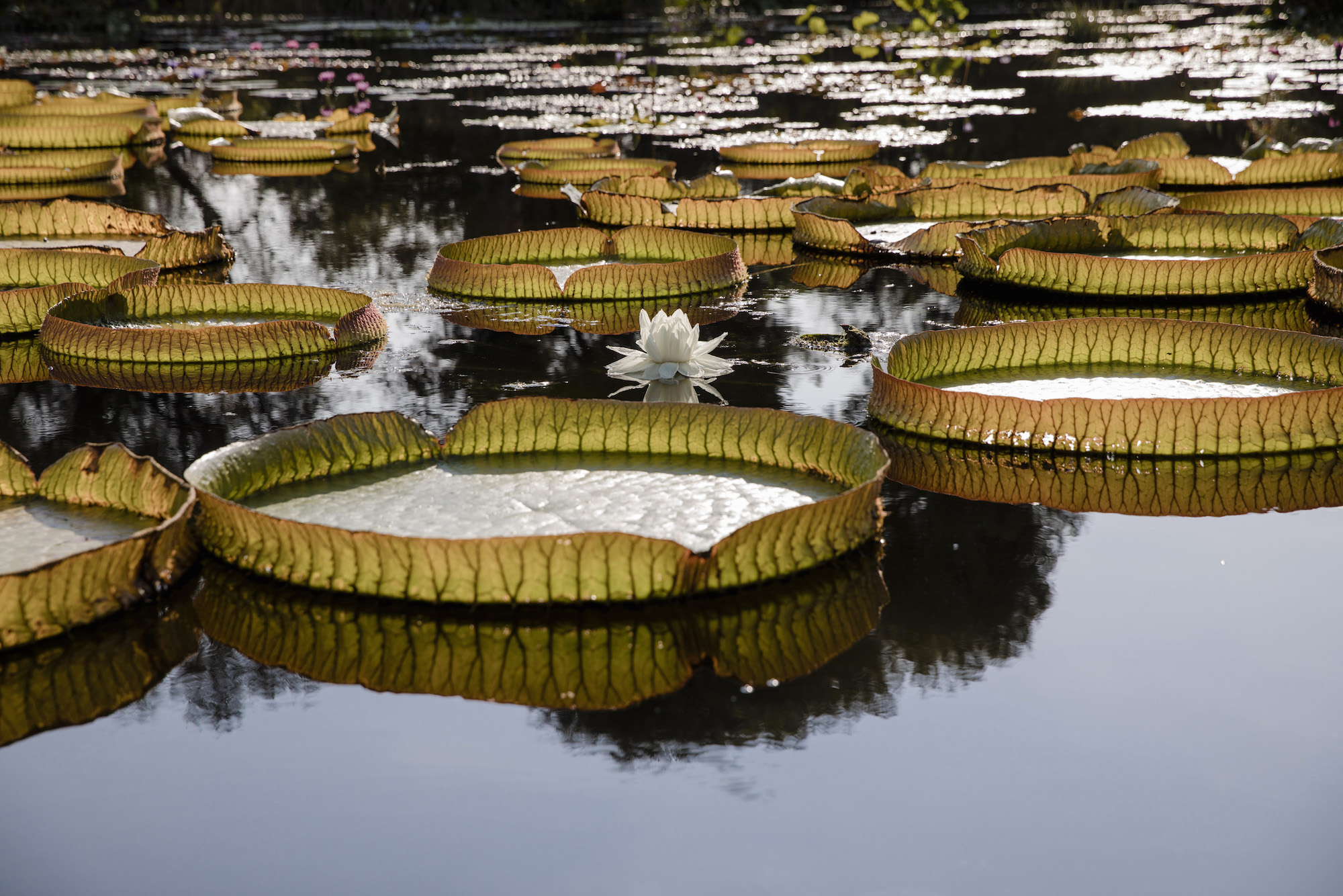 Amazonian Lily Pads