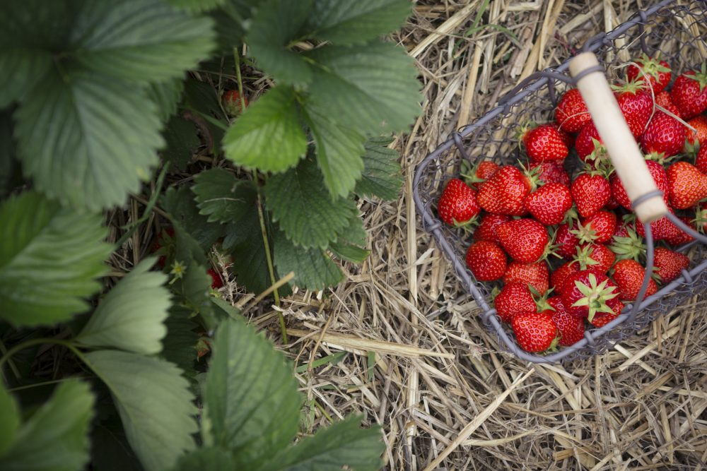 Basket of freshly picked strawberries in a strawberry patch.
