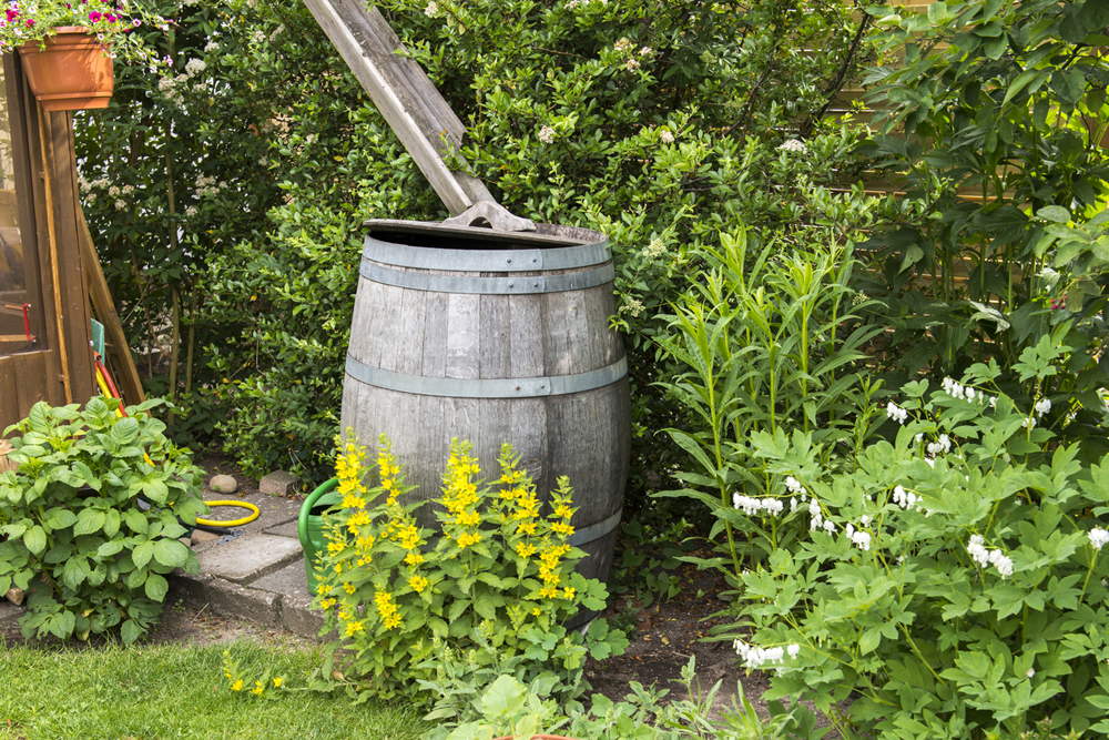 A rain barrel nestled in greenery.