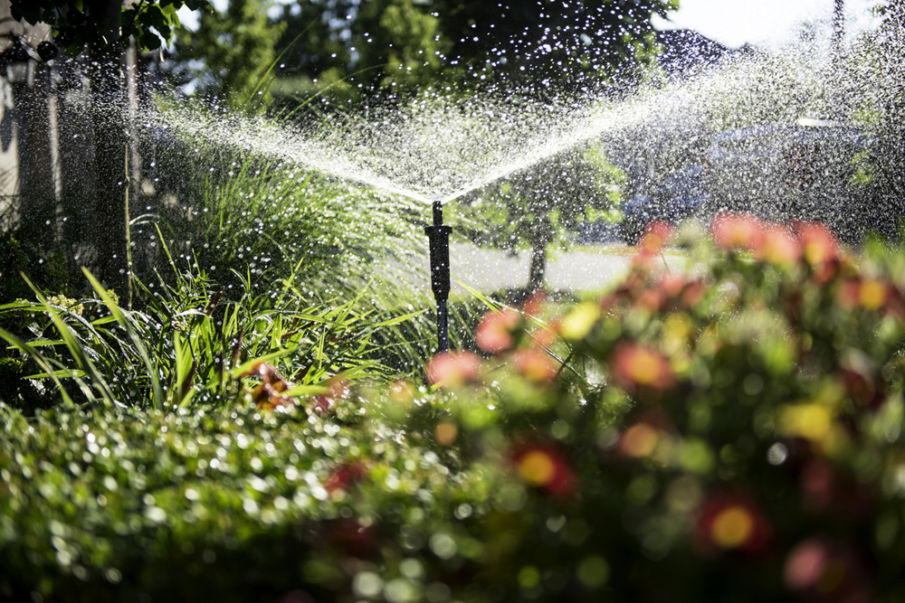 Sprinkler popping up out of luscious green grass, and spraying water onto the grass as well as some red flowers.