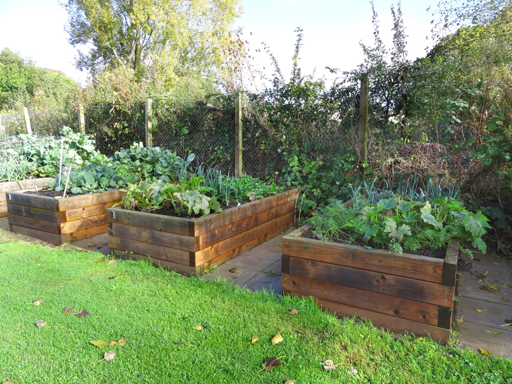 Three raised wood-planked planters with lots of green vegetation planted in them.