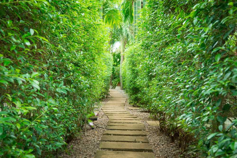 Beautiful green hedges divided by a wood and rock path in a garden.