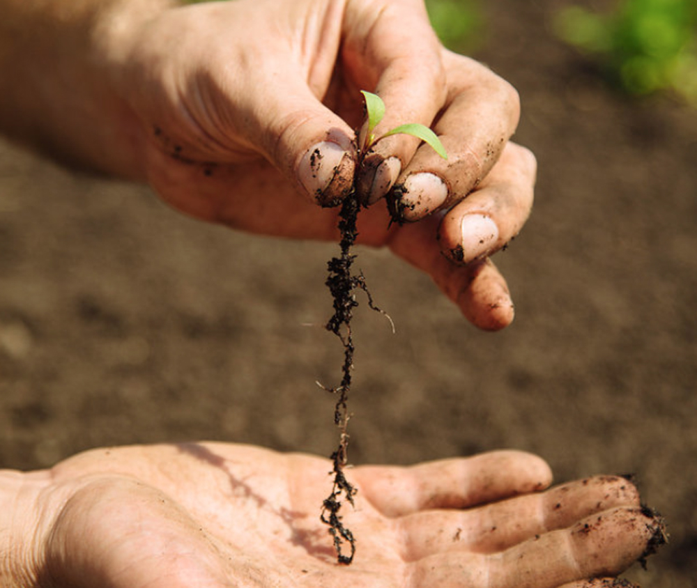 Two hands covered in gardening soil, and carefully holding a large plant root.