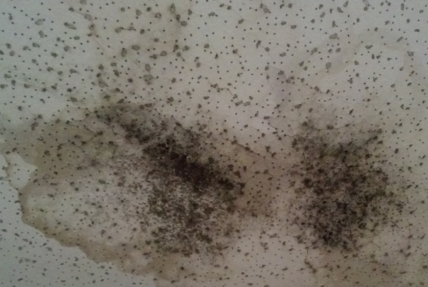 Black mold on ceiling