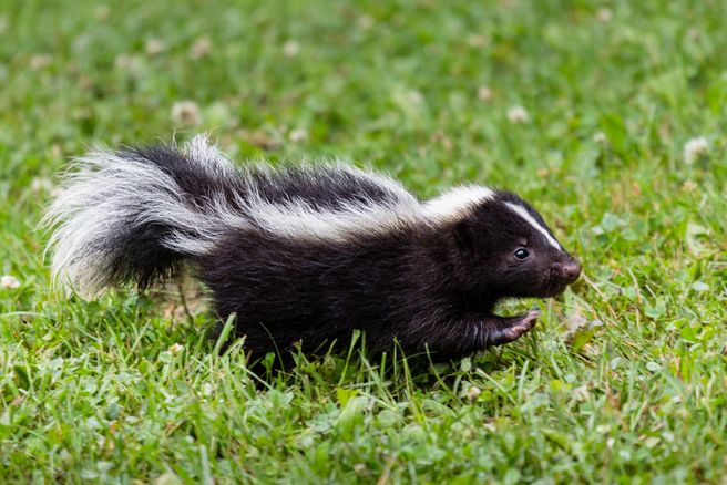 How to Get Rid of the Smell of Skunk in a Home or Garage - HGTV Canada