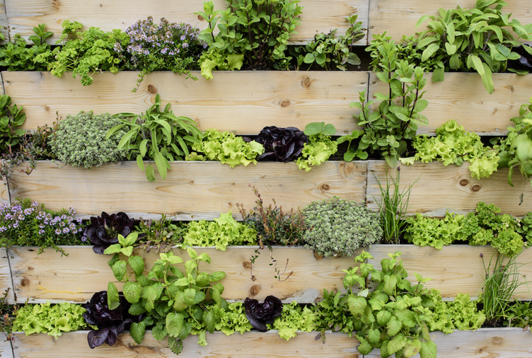 Diy How To Make Your Own Living Wall Canada - Living Plant Wall Outdoor