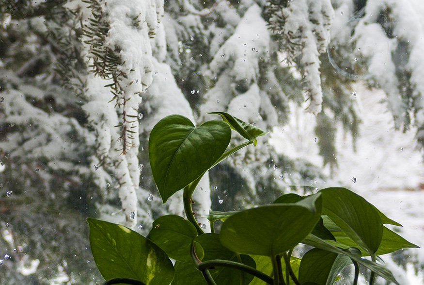Plant by a window, snow outside
