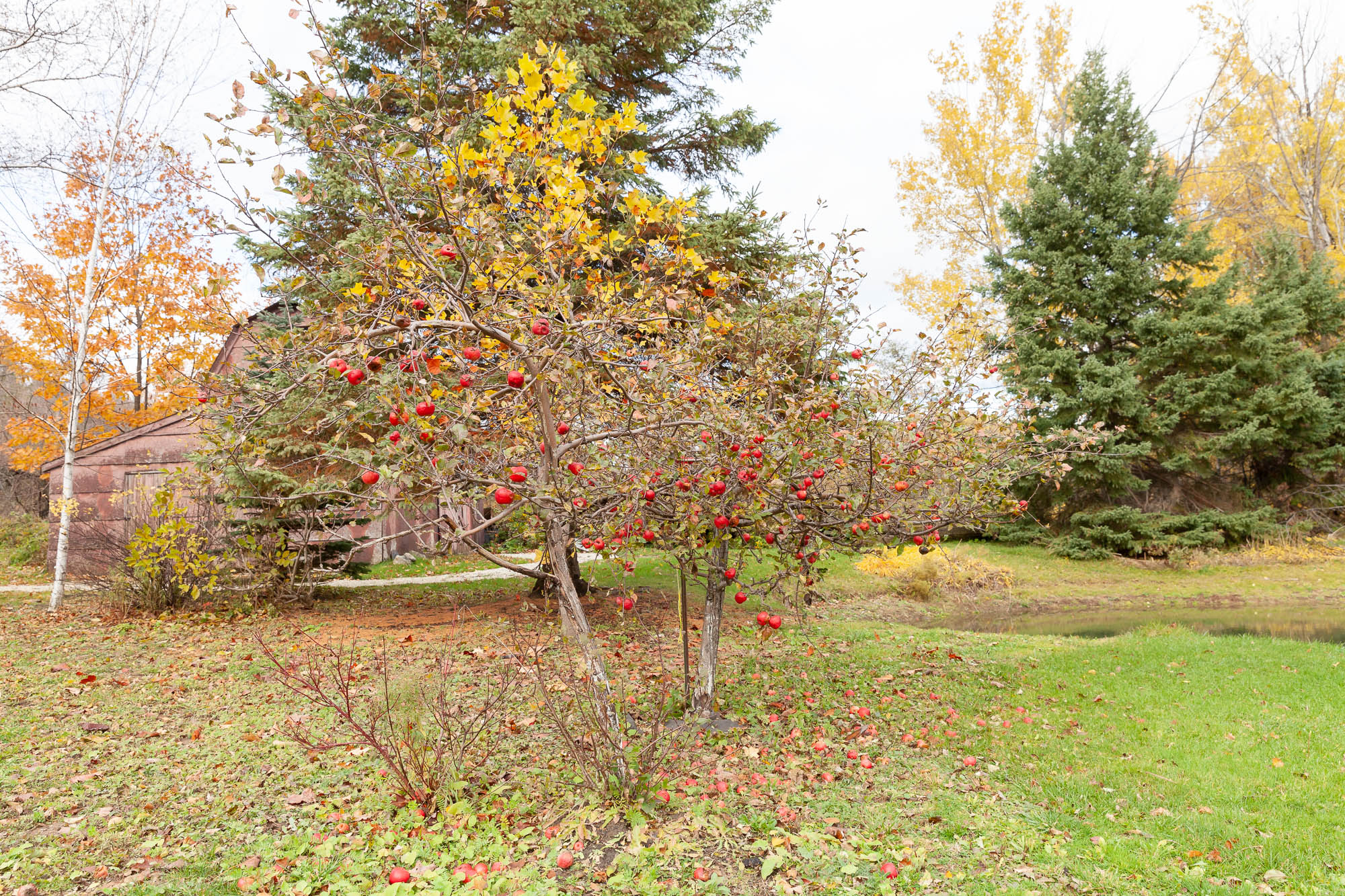 apple trees in Collingwood, Ontario