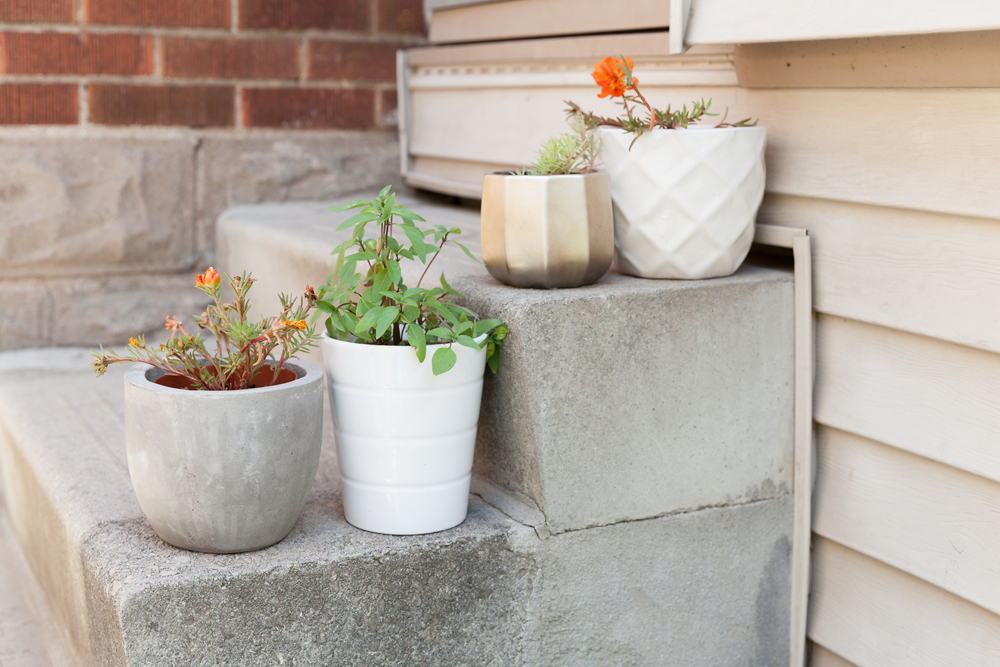 Potted plants in white planters on the backdoor steps
