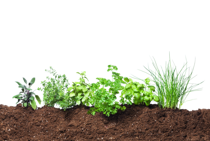 Healthy soil and plants