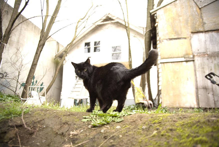 Cat in front of a rundown house