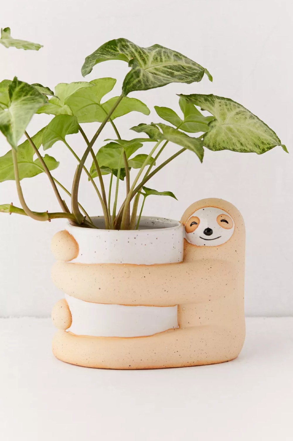 Sloth hugging a plant pot