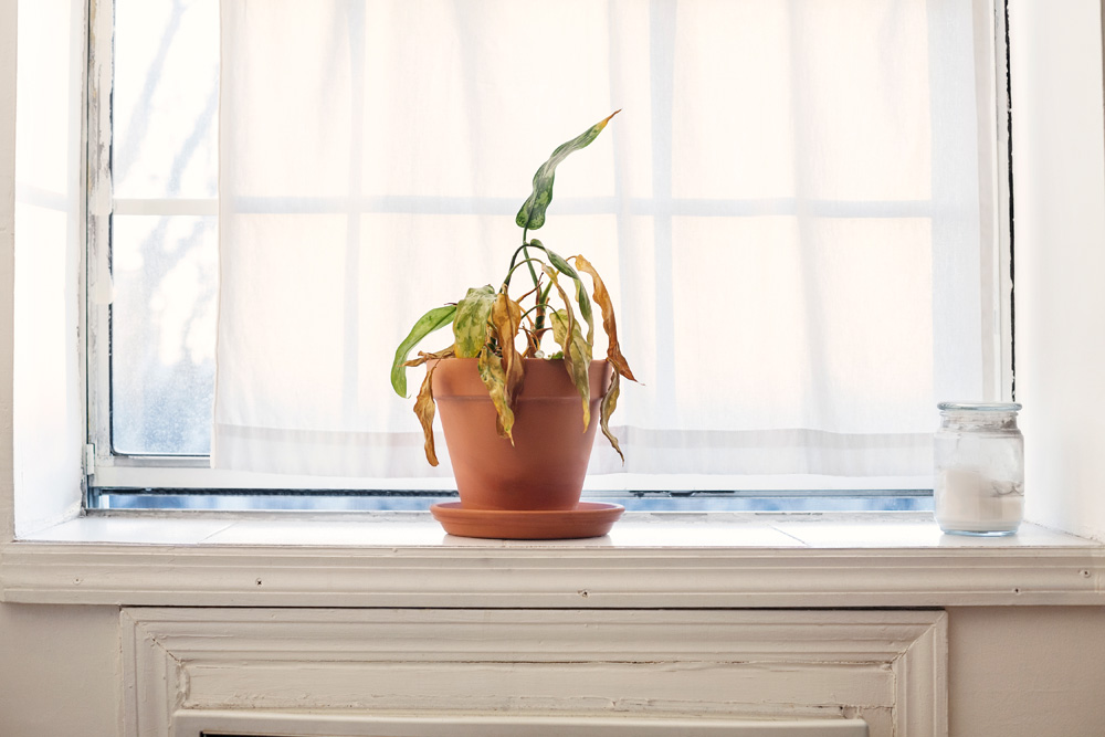 Dying plant in a window